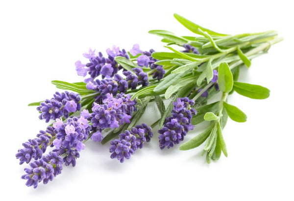 Lavender Oil- 100% Pure Essential Oil (10 ML)